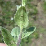 Draba nemorosa Blatt