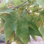 Platanus x hispanica Leaf