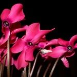 Cyclamen persicum 花