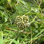 Achillea odorataᱵᱟᱦᱟ