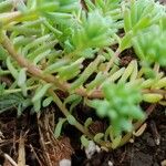 Sedum hispanicumAzala