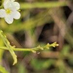 Caperonia castaneifolia Flors