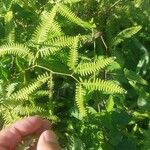 Gleichenella pectinata Hoja