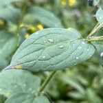 Mertensia ciliata 叶