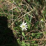 Anemone berlandieri Hàbitat