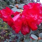 Rhododendron beanianum Flower