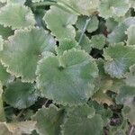 Campanula garganica Blad