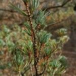 Pinus parviflora List
