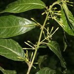 Cestrum microcalyx Deilen