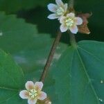 Melochia nodiflora Blomma