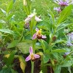 Ophrys apiferaKukka