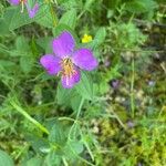 Rhexia virginica 花