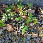 Panax trifolius Leaf