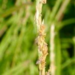 Stenotaphrum dimidiatum Flor