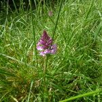 Anacamptis pyramidalisКветка