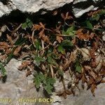 Asplenium seelosii Habit