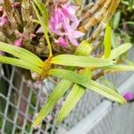 Dendrobium hercoglossum Φύλλο