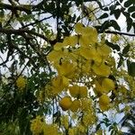 Cassia fistula花