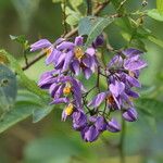 Solanum seaforthianum Çiçek