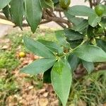 Citrus japonica ഇല