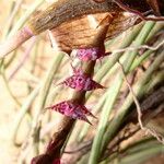 Bulbophyllum teretifolium