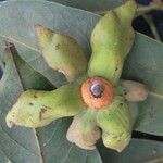 Guatteria dolichopoda Fruit