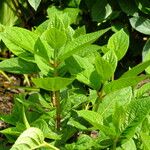 Hydrangea paniculata Liść