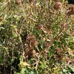 Grindelia squarrosa Flors