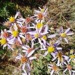 Galatella sedifolia Flower