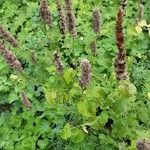 Agastache foeniculum ശീലം