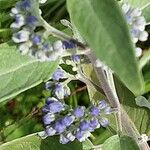 Caryopteris × clandonensis Çiçek