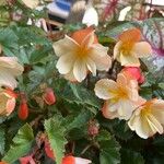 Begonia grandisLorea