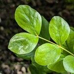 Guaiacum officinale Leaf