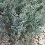 Juniperus scopulorum পাতা