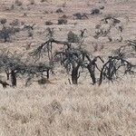 Acacia nilotica عادت