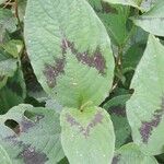 Persicaria virginiana Hoja