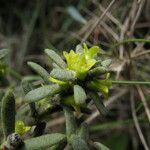Thymelaea tinctoria Flower