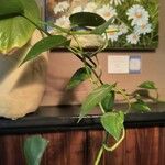 Epipremnum aureum Hoja