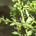 Scoparia dulcis List