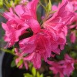 Rhododendron japonicum 花