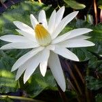Nymphaea lotus Blüte