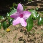 Cryptostegia grandiflora Fleur