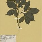 Eumachia astrellantha 葉