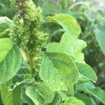 Amaranthus powellii 葉