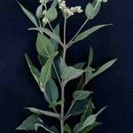 Clibadium armanii Λουλούδι