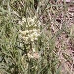 Asclepias stenophylla Květ