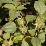 Heterotis rotundifolia Хабит