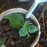 Capsicum pubescens Hoja