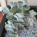 Kalanchoe rhombopilosa 叶