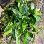 Hoya lacunosa برگ